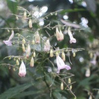 Strobilanthes habracanthoides J.R.I.Wood